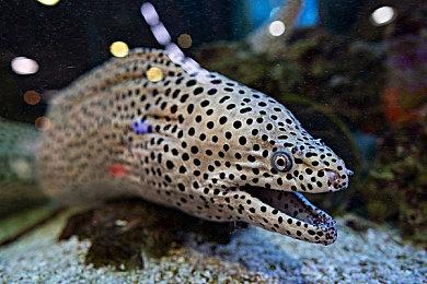 《赛博朋克2077》拿下Steam爱的付出奖引玩家不满：啥也没做 全靠扳机社动画